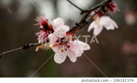 Close-up of snowflakes falling on cherry tree blossoms during the spring season. The footage captures the beauty of nature, climate changes, and weather anomalies. Close-up of snowflakes falling on cherry tree blossoms during the spring season. The footage captures the beauty of nature, climate changes, and weather anomalies. 106181374