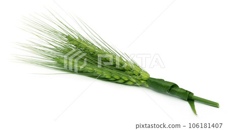 Green wheat 106181407