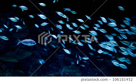School of fishes swimming on dark sea botton in a cave. Abstract underwater background or backdrop 106181452