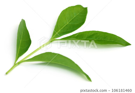Henna leaves 106181460