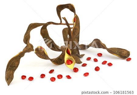 Sandalwood Seeds with dried bean 106181563