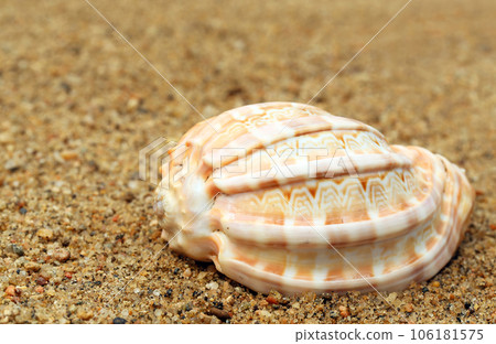 Snail shell in a sea beach Snail shell in a sea beach 106181575