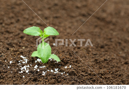 Holy basil plant in fertile soil with chemical fertilizer 106181670