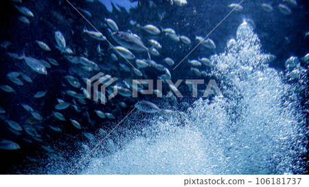 Underwater video of lots of air bubbles and fishes swimming in sea. Abstract underwater background or backdrop Underwater video of lots of air bubbles and fishes swimming in sea. Abstract underwater background or backdrop 106181737