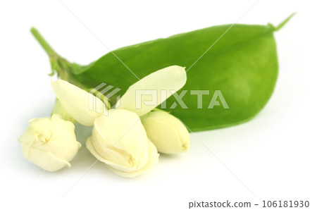 Jasmine flowers Jasmine flowers 106181930