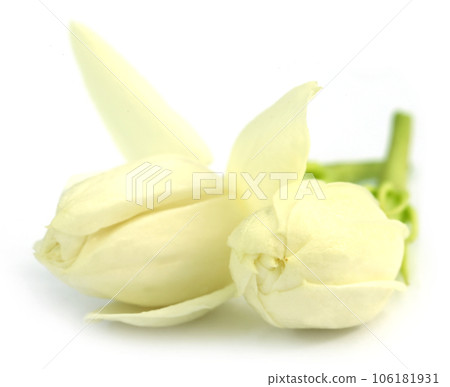 Jasmine flowers Jasmine flowers 106181931