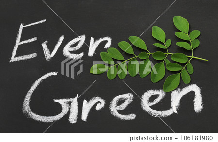 Moringa leaves with written Ever Green Moringa leaves with written Ever Green 106181980