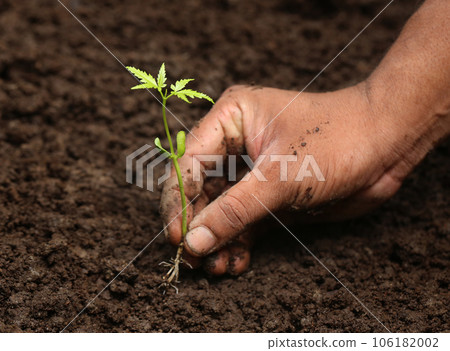 Planting neem plant Planting neem plant 106182002