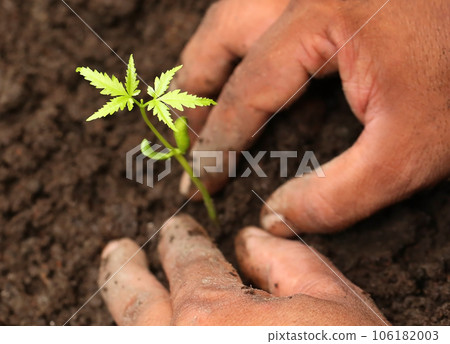 Planting neem plant 106182003