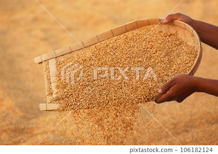 Cleaning of golden paddy seeds 106182124