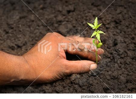 Tender medicinal neem plant Tender medicinal neem plant 106182161
