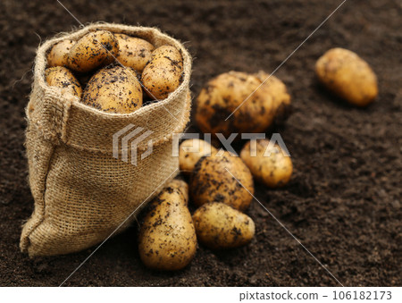 Newly harvested potatoes 106182173