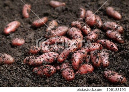 Newly harvested red potatoes 106182193