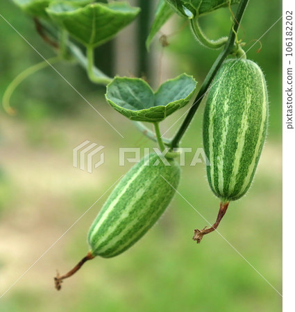 Green pointed gourd Green pointed gourd 106182202