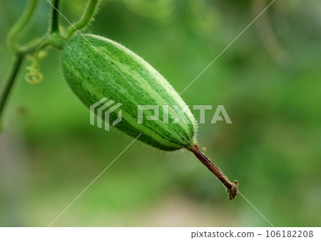 Green pointed gourd in vegetable garden Green pointed gourd in vegetable garden 106182208