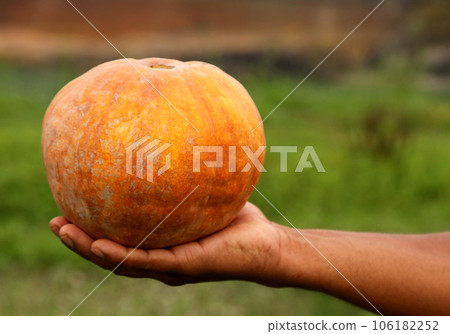 Pumpkin in farmers hand Pumpkin in farmers hand 106182252