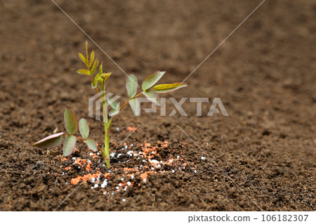 Rose plant in fertile soil with chemical fertilizer 106182307