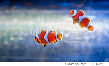 Closeup of two clownfishes swimming in fish tank. Abstract natural background or backdrop, aquarium life, diving underwater 106182430