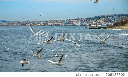 Sea gulls flying against beautiful view of Istanbul, Turkey. Sea gulls flying against beautiful view of Istanbul, Turkey. 106182502