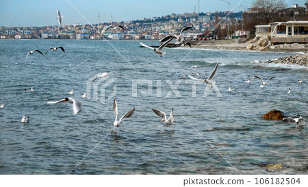 Sea coast in Istanbul with lots of seagulls flying and searching food. Sea coast in Istanbul with lots of seagulls flying and searching food. 106182504