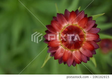 Red immortelle flower on a green background. Helichrysum Mill. Red immortelle flower on a green background. Helichrysum Mill. 106182815