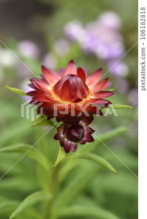 Red immortelle flower on a green background. Helichrysum Mill. 106182818
