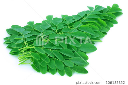 Moringa leaves Moringa leaves 106182832
