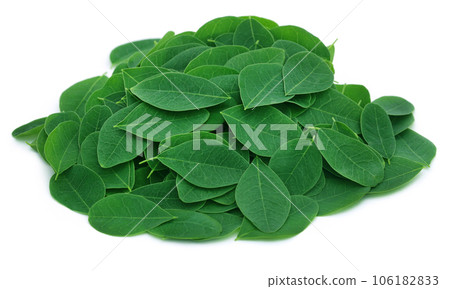 Moringa leaves 106182833