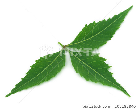 Medicinal neem leaf Medicinal neem leaf 106182840