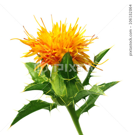 Safflower Safflower 106182864