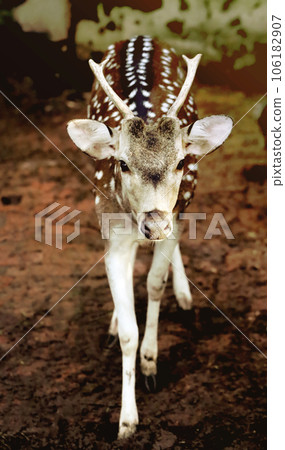 Single spotted deer Single spotted deer 106182907