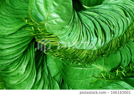 Edible betel leaf of Indian subcontinent 106183001