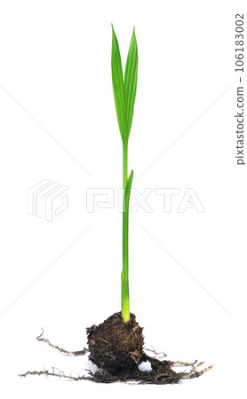 Seeding of betel nut Seeding of betel nut 106183002