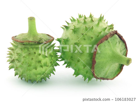 Medicinal Datura fruits Medicinal Datura fruits 106183027