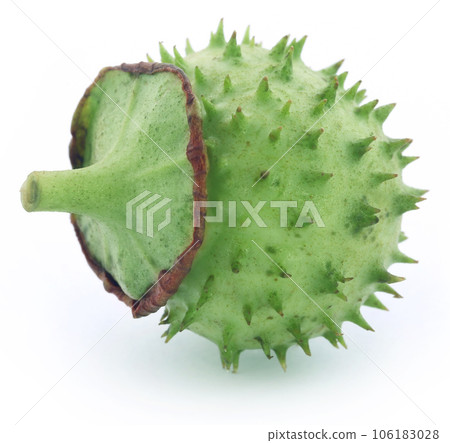 Medicinal Datura fruit Medicinal Datura fruit 106183028
