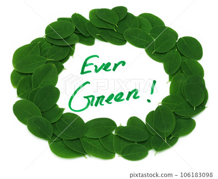 Ever Green written in Moringa leaves frame Ever Green written in Moringa leaves frame 106183098