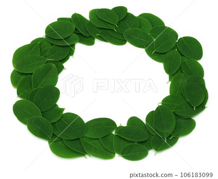 Edible moringa leaves make a frame 106183099