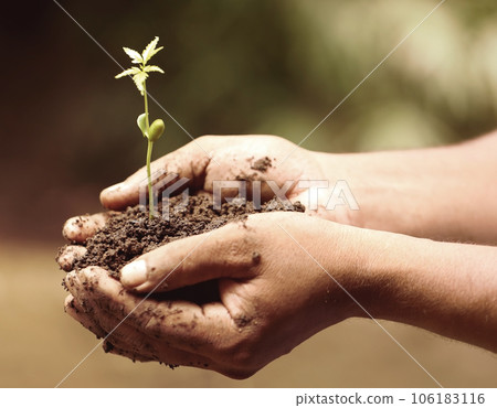 Tender medicinal neem plant 106183116