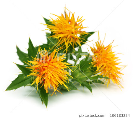 Close up of safflowers 106183224