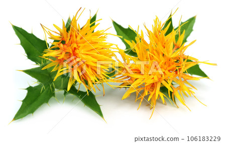 Safflower Safflower 106183229