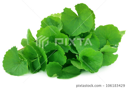 Medicinal thankuni leaves 106183429