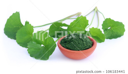 Medicinal thankuni leaves 106183441