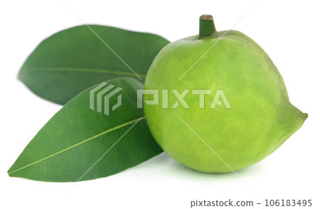 Garcinia tinctoria or edible Daophal 106183495