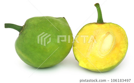 Garcinia tinctoria or edible Daophal of Bangladesh 106183497