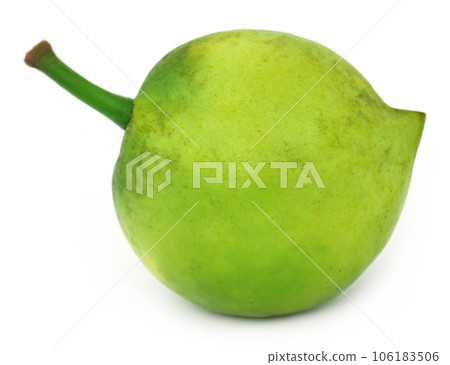 Garcinia tinctoria or edible Daophal of Bangladesh Garcinia tinctoria or edible Daophal of Bangladesh 106183506