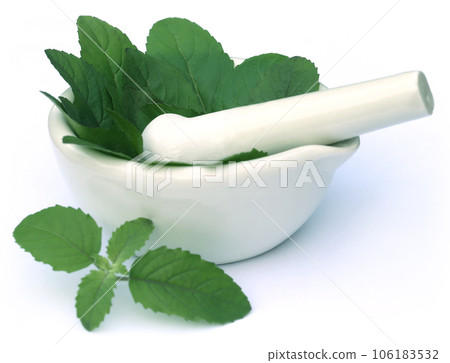 Medicinal holy basil or tulsi leaves Medicinal holy basil or tulsi leaves 106183532