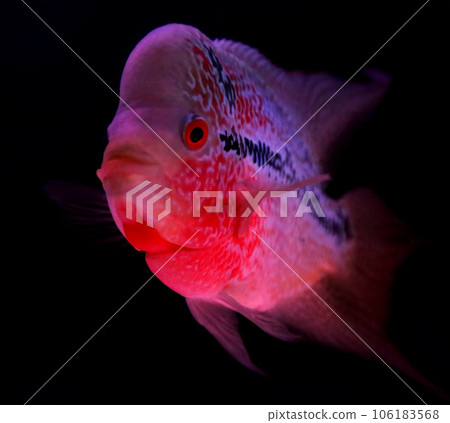 Flowerhorn in black aquarium Flowerhorn in black aquarium 106183568