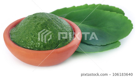 Mashed medicinal Kalanchoe leaves Mashed medicinal Kalanchoe leaves 106183640