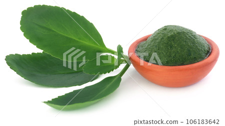 Mashed medicinal Kalanchoe leaves 106183642