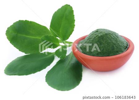 Herbal Kalanchoe 106183643